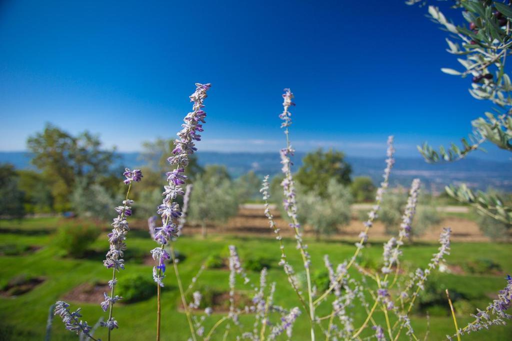 Odina Agriturismo Loro Ciuffenna Luaran gambar